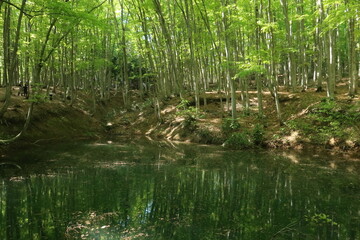 爽やかな春先の沼が見える新潟県十日町の美人林