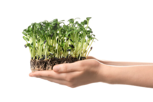 Woman with fresh micro green isolated on white background, closeup