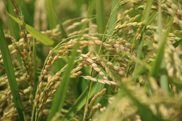 秋の稲穂（東北）
