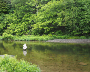 Lone trout fisherman wading in river, green trees and grasses on riverbank and stones visible beneath the calm surface of the river. - obrazy, fototapety, plakaty