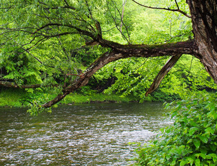 Weathered tree branch with green leaves extending out over the rushing waters of a river, dappled light hitting the small waves made by the current and the leaves in the background.