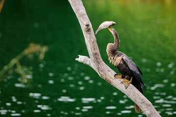 Anhinga
