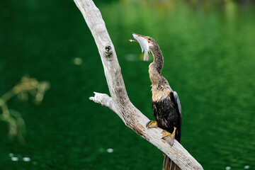 Anhinga
