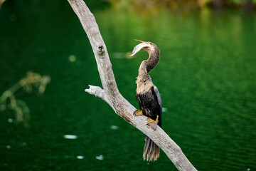 Anhinga