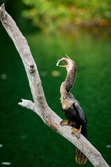 Anhinga