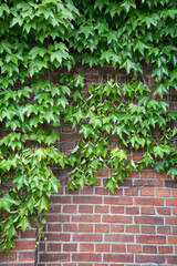 煉瓦と緑の葉