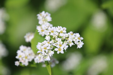 そばの花（福島県・猪苗代町）