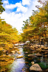 river in autumn forest