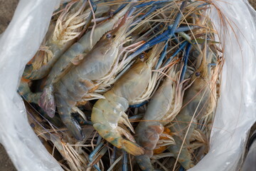 Giant freshwater prawn in plastic bag,fresh food concept.
