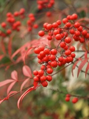 赤い南天の実、紅葉した南天