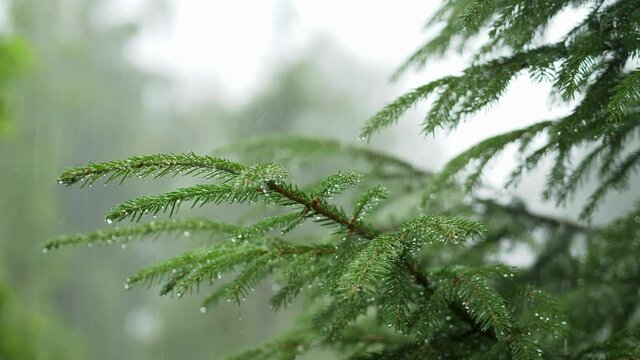 Raining shower in the forest, close up of rainfall in jungle, water droplets fixed on green leaves, Raining day. Rain drop on leaf tree. Heavy rain falling on tree leaves
