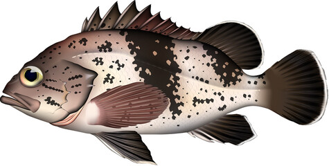 魚イラスト　タヌキメバル　vector AI形式 jpg