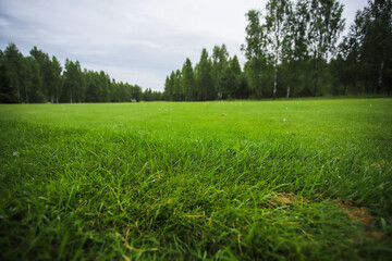 Green field against the background of forest and a blue sky.