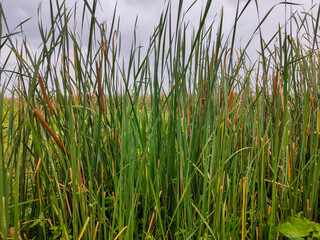Obraz premium Closeup of Cattails and reed along the river bank.
