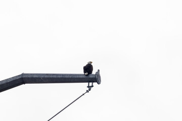 bald eagle hunting from perch on telephone pole