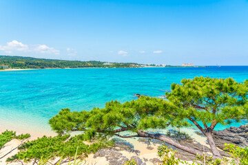 沖縄の海と松の木