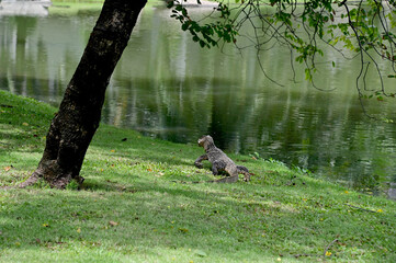 Closeup of Monitor lizard with fish in mouth walking on the lawn near the swamp with natural background at Thailand.