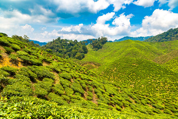 Beautiful Tea plantations