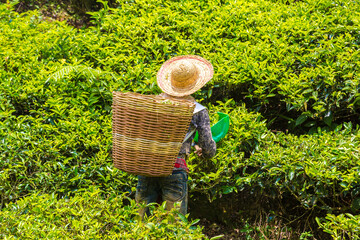 Worker picking tea leaves - obrazy, fototapety, plakaty