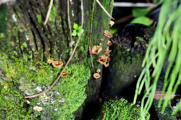 Closeup of Colorful Mushrooms growing from the ground above the trees in the forest at Thailand.