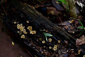 Closeup of Colorful Mushrooms growing from the ground above the trees in the forest at Thailand.