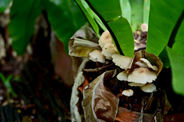 Closeup of Colorful Mushrooms growing from the ground above the trees in the forest at Thailand.