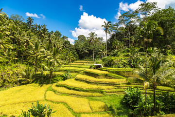 Tegallalang rice terrace on Bali