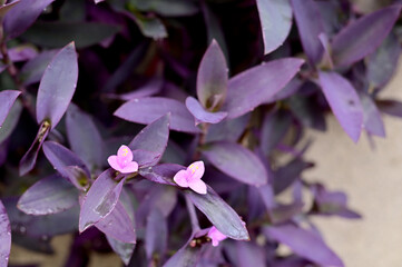 Closeup of Beautiful Flower of Tradescantia pallida or Purple Heart Spiderwart plant and purple queen with natural background in the garden at Thailand. 