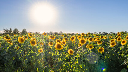 Fototapeta premium The closeup of Sunflowers under sunset