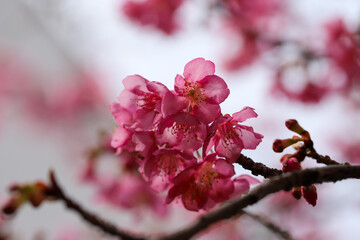河津桜の花のクローズアップ