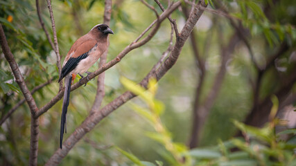 Dendrocitta formosae of Taiwan. Grey Treepie resting on the branch tree