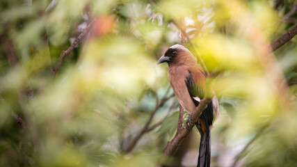 A Grey Treepie resting and perched on the branch tree of a forest park