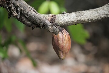 Photo of cocoa fruits ready to harvest