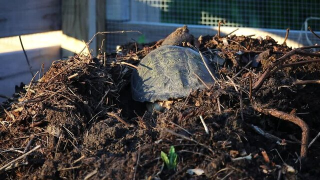  The common snapping turtle (Chelydra serpentina)digs a hole for laying eggs and then bury it in the compost