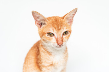 Close Up Face of an Adorable Cat in White Backgroud