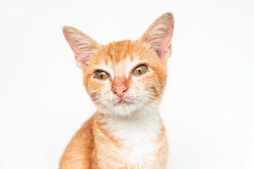 An Adorable Orange Cat in White Backgroud