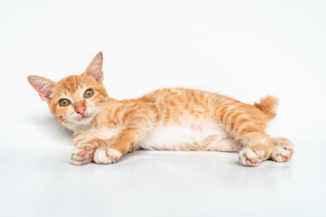 An Adorable Orange Cat in White Backgroud