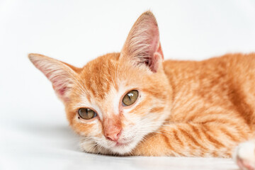 Fototapeta na wymiar An Adorable Orange Cat in White Backgroud
