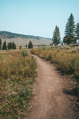 Fototapeta premium Dirt hiking trail to Wraith Falls in Yellowstone National Park