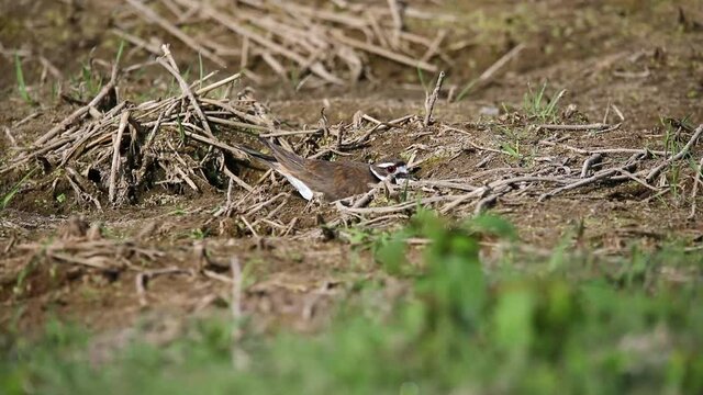 The killdeer (Charadrius vociferus) is a large plover found in the Americas.