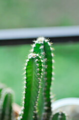 cactus , Fairytale castle or Cereus peruvianus