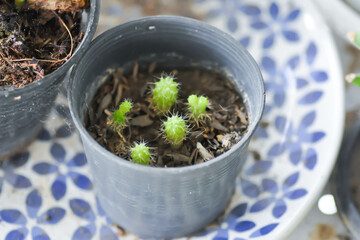 cactus in the flower pot