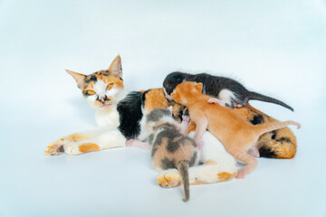 Mother Cat is Breastfeeding Adorable Kittens in White Background