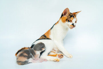 Mother Cat is Breastfeeding Adorable Kittens in White Background
