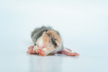 An Adorable Striped Kitten in White Background