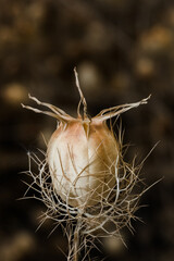 Nigella Seed Pods ready for harvest in an autumnal garden.