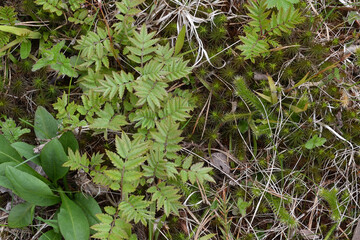 Early spring in the garden. In early spring, young green grass grows on moist soil. Young grass in the ground outdoors. View from above.