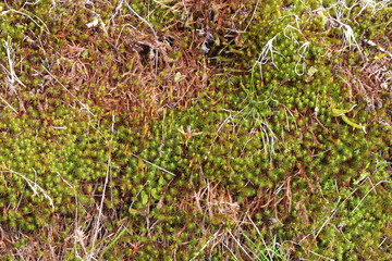 Natural spring texture of moss on wet ground. Pattern of garden ground. Wet grass and moss background. High humidity