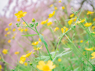 Familiar plants