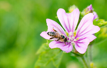 The close up picture of bee which is collecting pollen from perfect shaped pink flower.